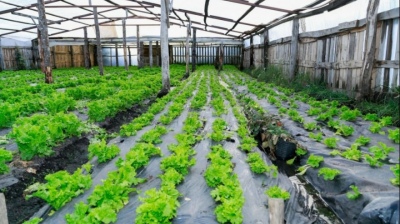 Desarrollo Agrario presentó la primera encuesta de Arrendamiento hortícola de la provincia