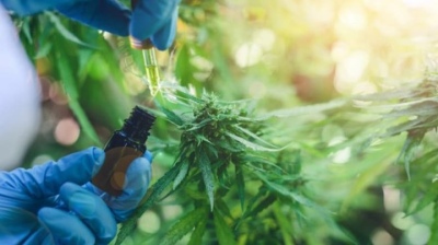 San Martín regulará el autocultivo de cannabis para uso medicinal