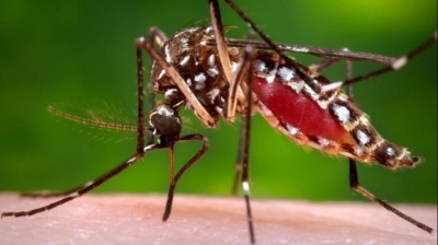 Advierten sobre necesidad del &quot;descacharreo&quot; para evitar la proliferación de mosquitos