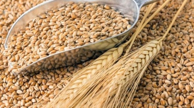 Provincia realizó la primera ronda de negocios de trigo con México