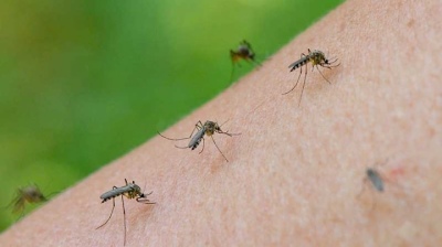 Invasión de mosquitos en el AMBA: ¿A qué se debe y cómo espantarlos?