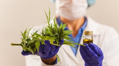 El Gobierno destacó que la industria del cannabis permitirá crear “10 mil puestos de trabajo"