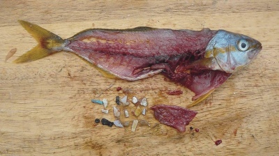 Microplásticos en peces del Río de La Plata: Conoce las causas y consecuencias que esto implica