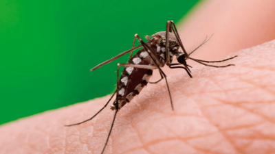 Salud alertó por un posible brote de fiebre Chikungunya