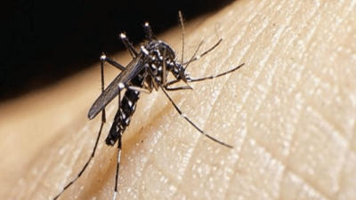 Aumentan las cifras de dengue en la Provincia