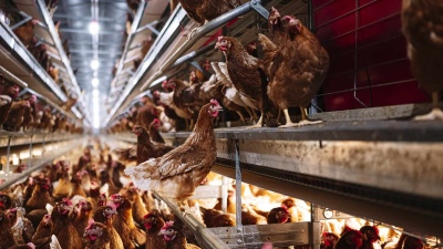 Nuevos casos de gripe aviar: Ya llegó a siete municipios bonaerenses