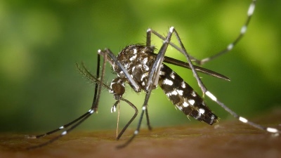 Dengue: Ya hay más de 40 mil casos en todo el País