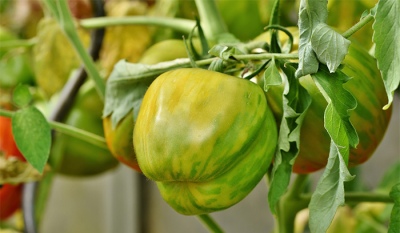 Virus rugoso del tomate: Desde el INTA destacaron las medidas tomadas en la región