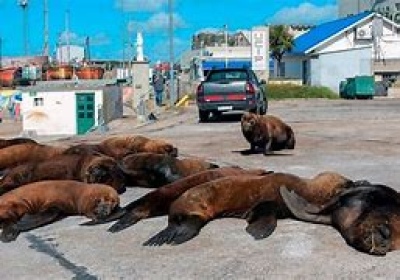 Aparecieron 7 lobos marinos muertos en Villarino