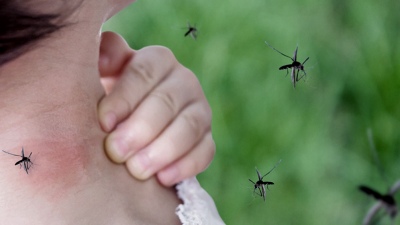 Llegó el calor y aumentan los mosquitos: ¿Cómo cuidarse?