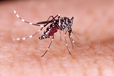 Kreplak advirtió que se viene una temporada "delicada" de dengue