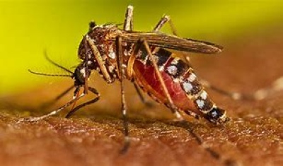 Confirman 12 casos positivos de dengue en Bahía Blanca