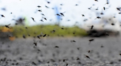 Invasión de mosquitos: Advierten que no es dengue, pero hay que extremar los cuidados