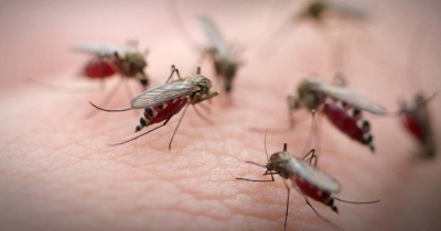 Tras el calor y las intensas lluvias, nueva invasion de mosquitos en la Provincia