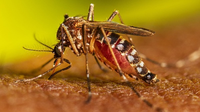 Declaran estado de "alerta máxima" por el brote de dengue