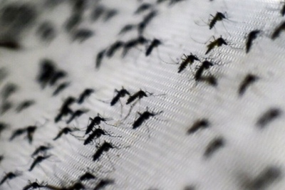 Recomendaciones de profesionales para enfrentar al peor brote de Dengue de la historia