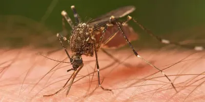 Dengue: Luego de las lluvias, desde Provincia piden reforzar el descacharrado