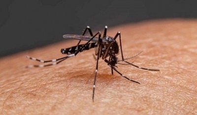 El dengue no para: Argentina ya registró 230 mil casos y 161 muertos