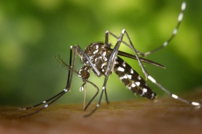 Brote de dengue en la provincia de Buenos Aires: Los casos superan los 78 mil