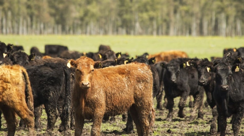 Provincia presentó el plan 2021 contra enfermedades venéreas en bovinos