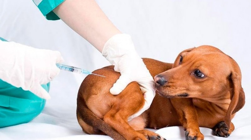 Veterinarios recomiendan vacunar anualmente contra la rabia a animales