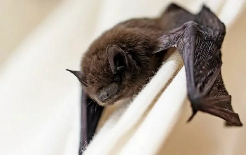 Alertan por invasión de murciélagos en el casco urbano