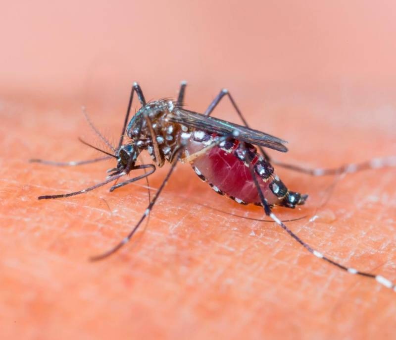 Dengue: ¿Cómo funciona la nueva vacuna?