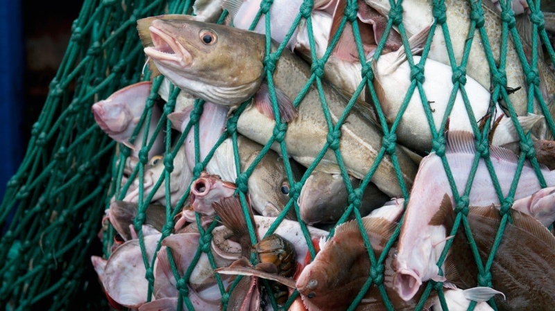 Se presentó el censo para plantas procesadoras de pescado