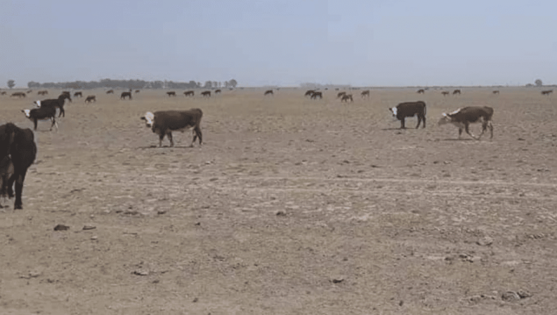 Emergencia y desastre agropecuario por sequía: Dónde registrarse para recibir ayuda