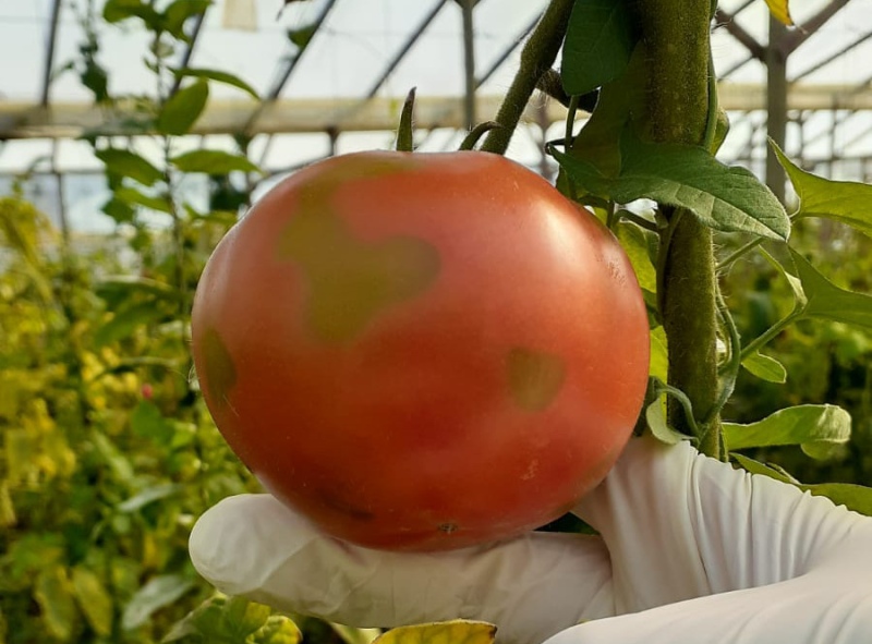 Virus del tomate: Las claves de la enfermedad
