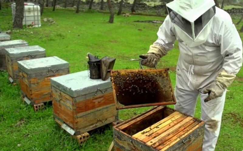 Destacaron el crecimiento y la producción de miel bonaerense
