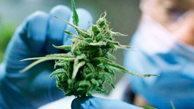 Un hospital bonaerense se convirtió en el primero en brindar talleres de cannabis a residentes
