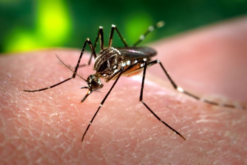 Siguen en aumento los casos de dengue en la Provincia