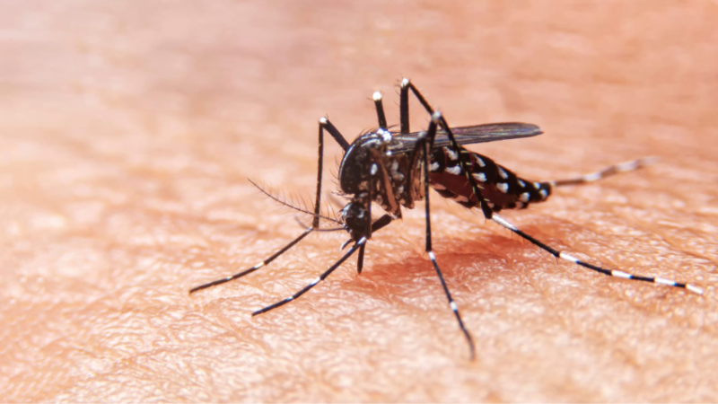En lo que va del año, ya son 34 los casos de dengue en la Provincia