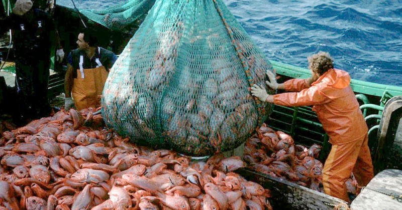 La industria pesquera muestra su preocupación y propone evitar cambios en la Ley Federal de Pesca