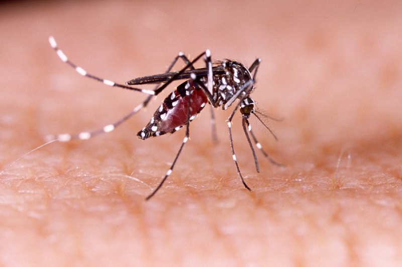 Kreplak advirtió que se viene una temporada ”delicada” de dengue