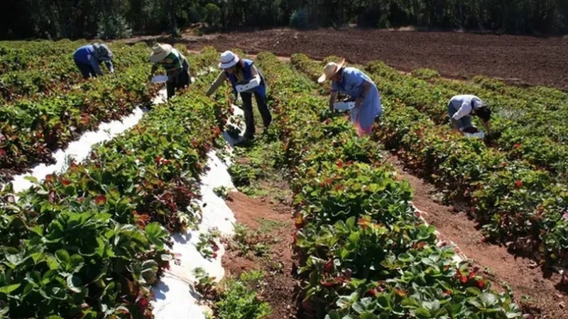 Milei cierra el Instituto de Agricultura Familiar y despide a 900 trabajadores