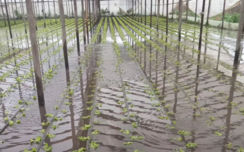 Temporal en La Plata: Inundaciones en los barrios y ”pérdidas totales” en el cordón hortícola