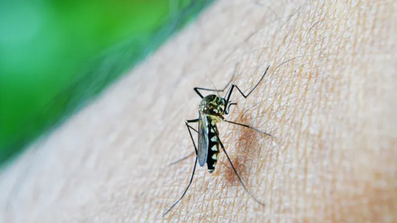 Alertan guardias ”estalladas” por aumentos de casos de dengue