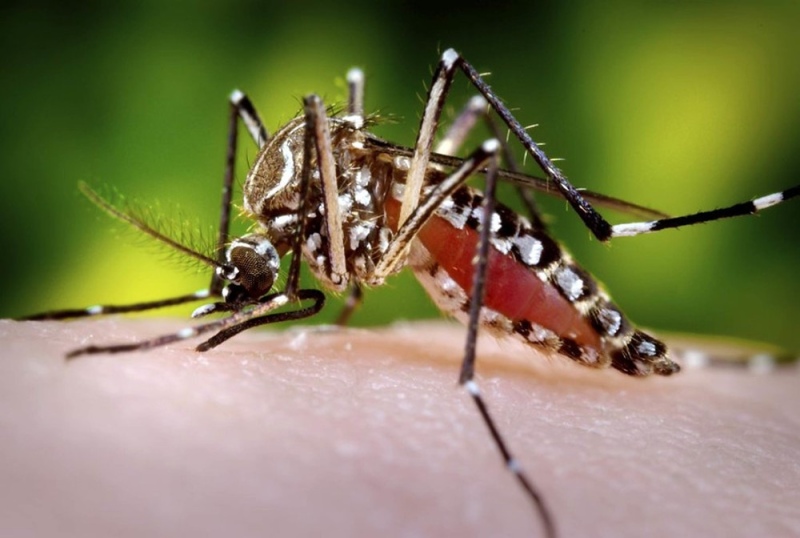 Alerta por brote de dengue en más de 40 municipios bonaerenses